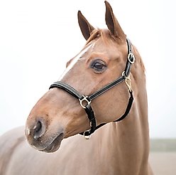 Horze Largo Leather Horse Halter, Black, Pony