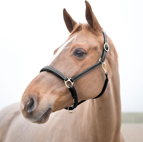 Show full view: Horze Largo Leather Horse Halter, Black, Pony slide 1 of 1