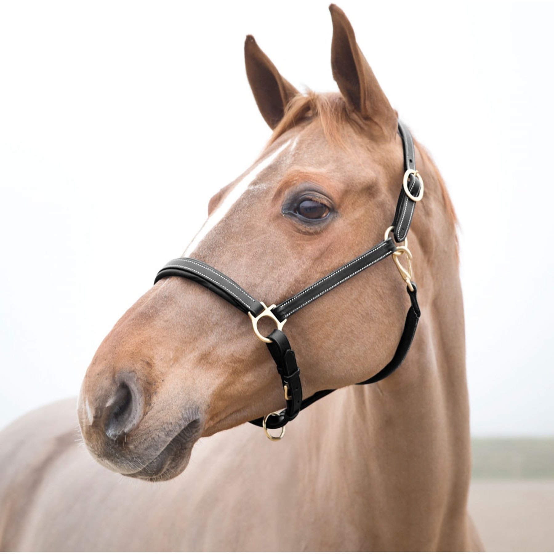 Horze Largo Leather Horse Halter, Black, Warmblood