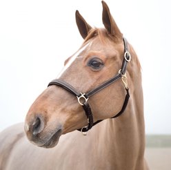 Horze Largo Leather Horse Halter, Dark Brown, Horse slide 2 of 2