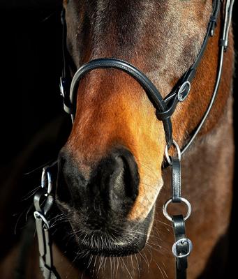 Show full view: Horze Leather Bitless Horse Bridle, Black, Cob slide 8 of 9