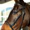 Show in main carousel: Horze Leather Bitless Horse Bridle, Black, Cob slide 5 of 9
