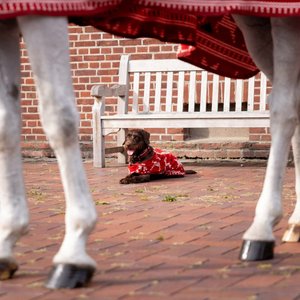 Horze Santa Christmas Fleece High Neck Horse Cooler, Red, 78-in