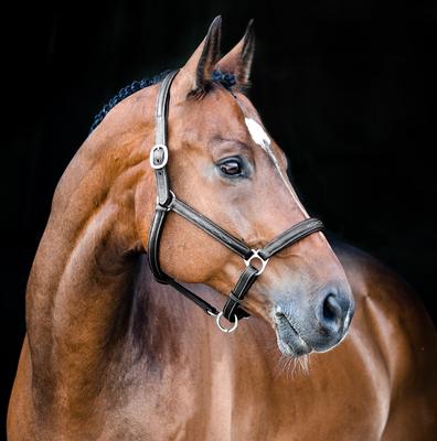 Show full view: Horze Warren Soft Leather Horse Halter, Black, Cob slide 3 of 3