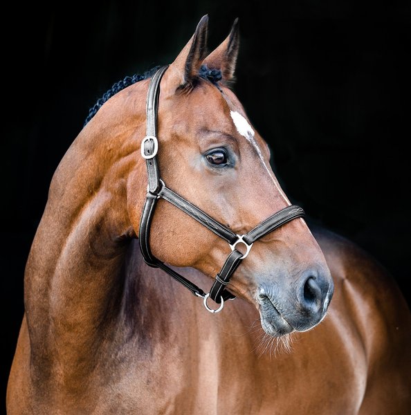 Show full view: Horze Warren Soft Leather Horse Halter, Black, Warmblood slide 3 of 3