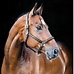 Show in main carousel: Horze Warren Soft Leather Horse Halter, Black, Warmblood slide 3 of 3