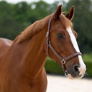 Horze Warren Soft Leather Horse Halter, Light Brown, Horse