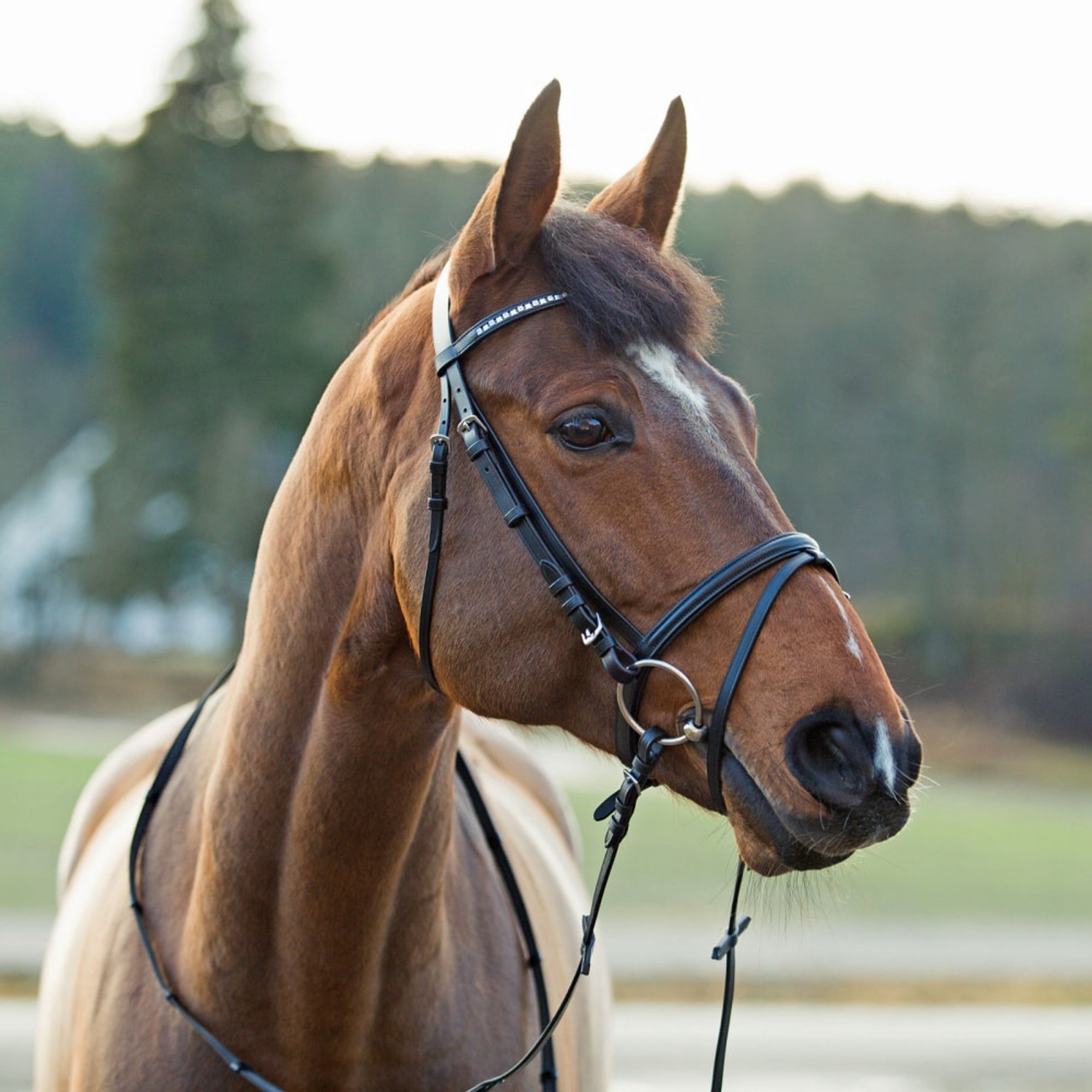 Horze Weston Flash Horse Bridle with Reins, Black, Pony