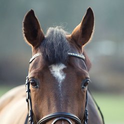 Horze Weston Flash Horse Bridle with Reins, Brown, Cob slide 2 of 9