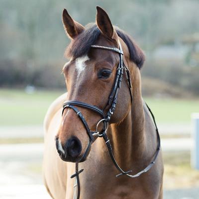 Show full view: Horze Weston Flash Horse Bridle with Reins, Brown, Horse slide 1 of 10