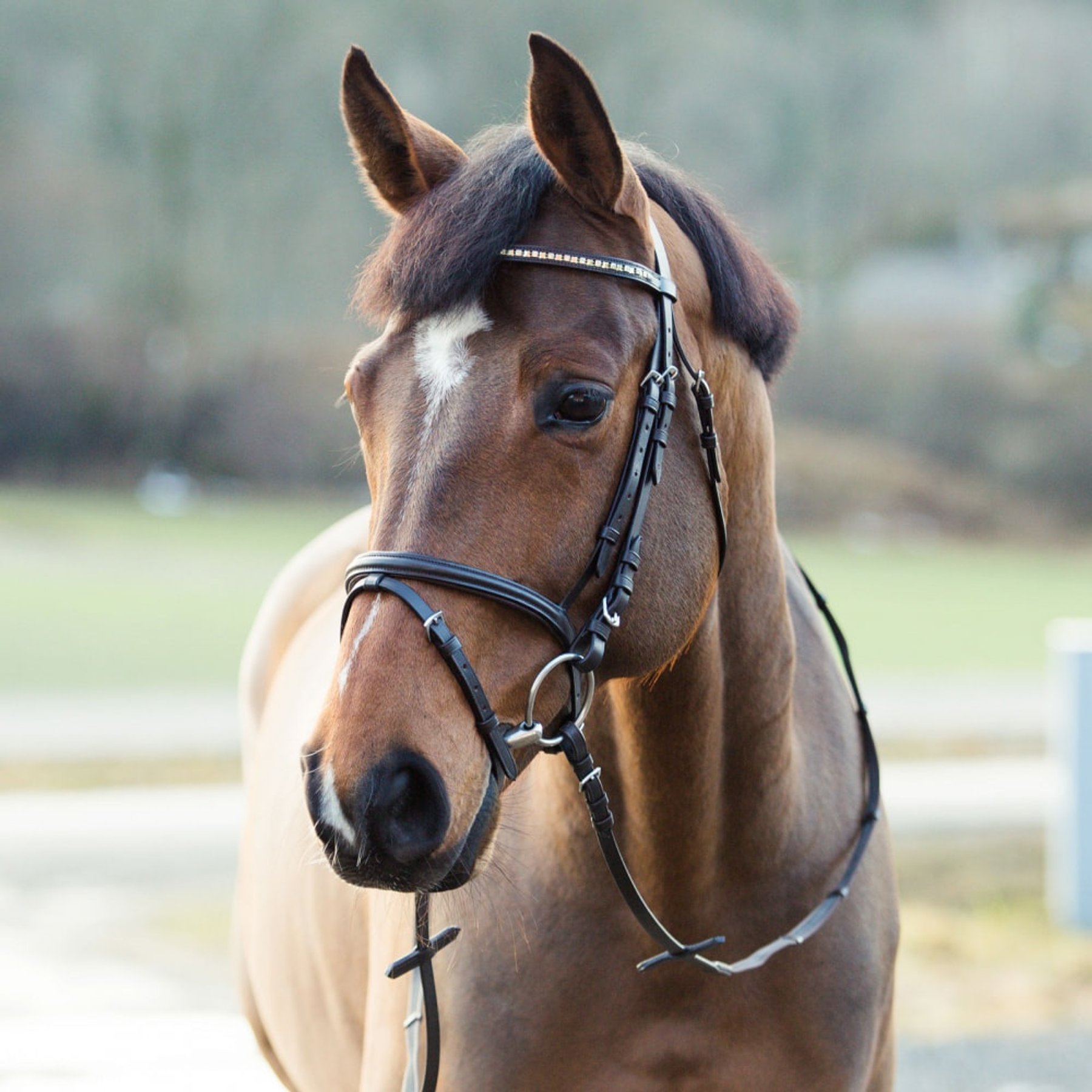 Horze Weston Flash Horse Bridle with Reins, Brown, Shetland