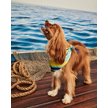 Show in main carousel: Hotel Doggy Dog Bandana, Island Paradise, X-Small/Small slide 4 of 5