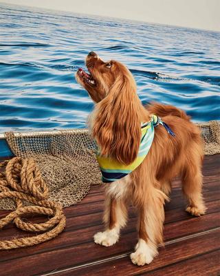 Show full view: Hotel Doggy Dog Bandana, Island Paradise, X-Small/Small slide 4 of 5