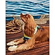 Show in main carousel: Hotel Doggy Dog Bandana, Island Paradise, X-Small/Small slide 5 of 5