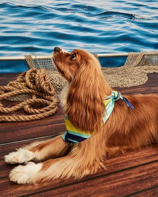 Show full view: Hotel Doggy Dog Bandana, Island Paradise, X-Small/Small slide 5 of 5