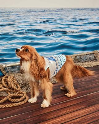 Show full view: Hotel Doggy Dog Tank Top, Light Grey Mix, X-Small slide 7 of 8