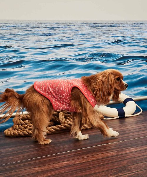 Show full view: Hotel Doggy Dog Tank Top, Living Coral, Medium slide 5 of 7