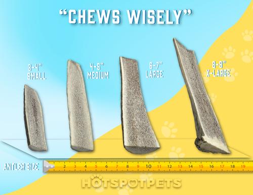 Show full view: HOTSPOT PETS 4 to 5-in Split Elk Antlers Dog Treats, Small, 2 count slide 8 of 10