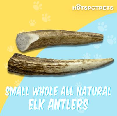 Show full view: HOTSPOT PETS 4 to 5-in Whole Elk Antlers Dog Treats, Small, 1 count slide 4 of 10
