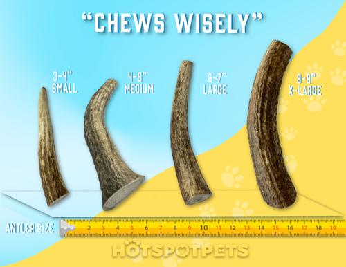 Show full view: HOTSPOT PETS 4 to 5-in Whole Elk Antlers Dog Treats, Small, 2 count slide 8 of 10