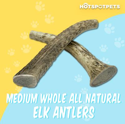 Show full view: HOTSPOT PETS 5 to 6-in Whole Elk Antlers Dog Treats, Medium, 1 count slide 4 of 11