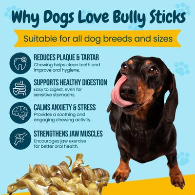 Show full view: HOTSPOT PETS 5 to 7-in Curly Bully Sticks Dog Treats, 6 count slide 6 of 9