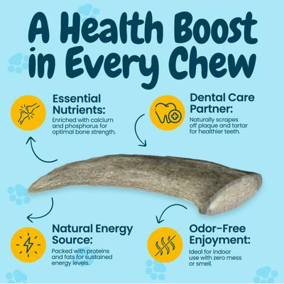 Show full view: HOTSPOT PETS 5 to 8-in Whole Deer Antler Dog Treats, Small, 2 count slide 6 of 11