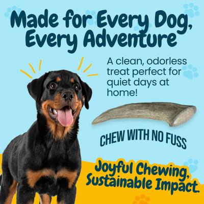 Show full view: HOTSPOT PETS 5 to 8-in Whole Deer Antler Dog Treats, Small, 2 count slide 7 of 11