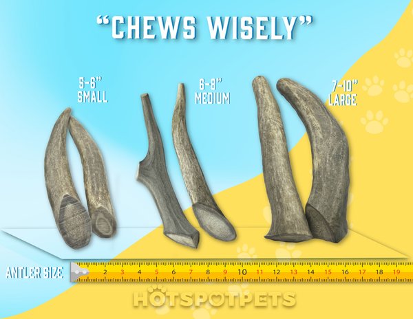 HOTSPOT PETS 5 to 8-in Whole Deer Antler Dog Treats