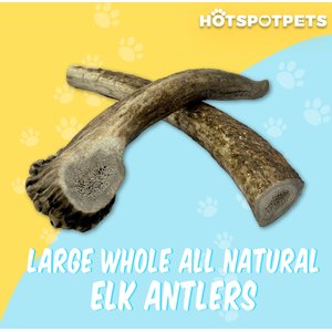 HOTSPOT PETS 7 to 8-in Whole Elk Antlers Dog Treats, Large, 1 count