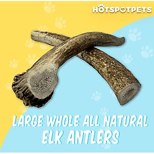 HOTSPOT PETS 7 to 8-in Whole Elk Antlers Dog Treats, Large, 2 count