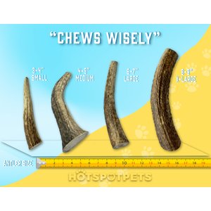 HOTSPOT PETS 7 to 8-in Whole Elk Antlers Dog Treats, Large, 2 count