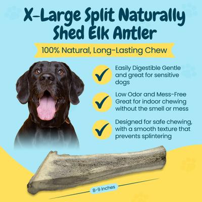 Show full view: HOTSPOT PETS 8 to 9-in Split Elk Antlers Dog Treats, X-Large, 1 count slide 4 of 8