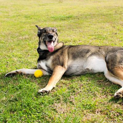 Show full view: Hound2O Squeaky Fetch Ball Dog Toy, Yellow slide 3 of 8