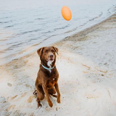 Show full view: Hound2O Squeaky Football Dog Toy, Orange slide 3 of 8