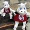 Show in main carousel: HuggleHounds College Mascot Plush Corduroy Knottie Squeaky Plush Dog Toy, Oklahoma Sooners, Small slide 3 of 10