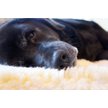 Show in main carousel: HuggleHounds HuggleFleece Faux Lambswool Dog & Cat Crate Mat, Natural, Large slide 7 of 11
