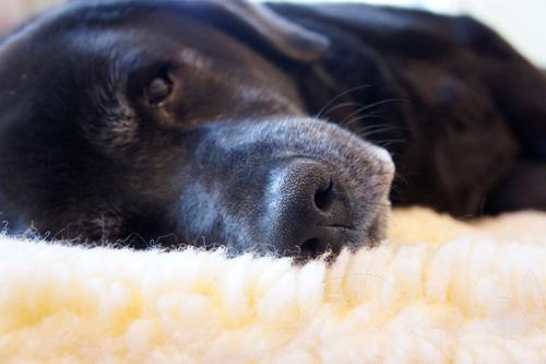 Show full view: HuggleHounds HuggleFleece Faux Lambswool Dog & Cat Crate Mat, Natural, Large slide 7 of 11