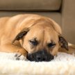 Show in main carousel: HuggleHounds HuggleFleece Faux Lambswool Dog & Cat Crate Mat, Natural, Large slide 5 of 11