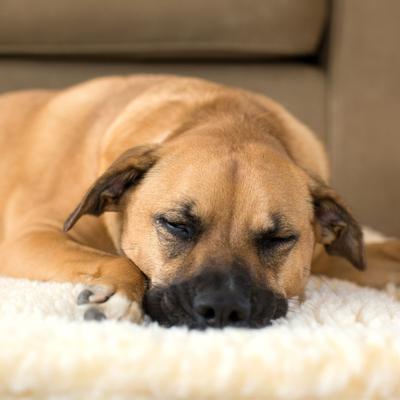 Show full view: HuggleHounds HuggleFleece Faux Lambswool Dog & Cat Crate Mat, Natural, X-Large slide 5 of 10