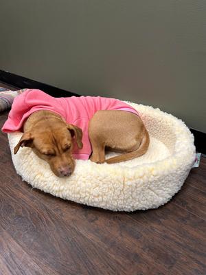Show full view: HuggleHounds HuggleFleece HuggleSnuggler Bolster Dog & Cat Bed, Natural, Small slide 5 of 6