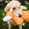 Show in main carousel: HuggleHounds Squooshies Durable Plush Squeaky Dog Toy, Fox slide 3 of 7