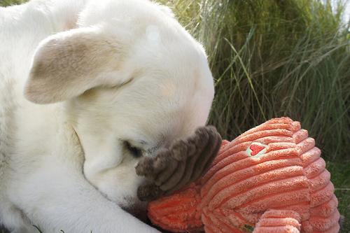 Show full view: HuggleHounds Woodlands Durable Plush Corduroy Knottie Moose Squeaky Dog Toy, Large slide 3 of 11