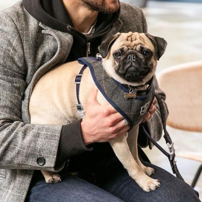 Show full view: HUGO & HUDSON Checked Herringbone Tweed Dog Harness, Grey, X-Small slide 7 of 9