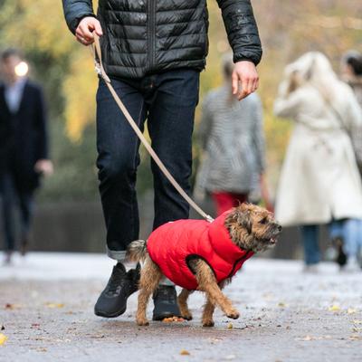 Show full view: HUGO & HUDSON Checked Herringbone Tweed Dog Leash, Caramel, Large slide 10 of 10