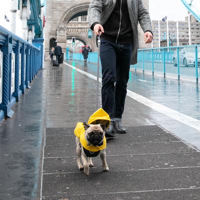 Show full view: HUGO & HUDSON Checked Herringbone Tweed Dog Leash, Grey, Large slide 9 of 9