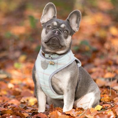 Show full view: HUGO & HUDSON Checked Tweed Dog Harness, Aqua, Large slide 3 of 11