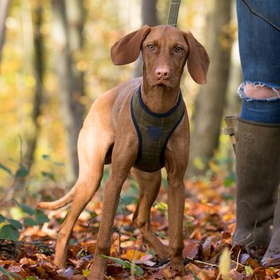 Show full view: HUGO & HUDSON Checked Tweed Dog Harness, Dark Green, X-Small slide 7 of 11