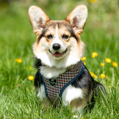 Show full view: HUGO & HUDSON Checked Tweed Dog Harness, Red & Blue, Medium slide 9 of 11