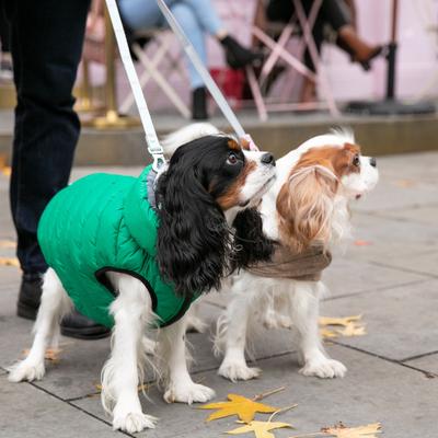 Show full view: HUGO & HUDSON Checked Tweed Dog Leash, Aqua, Large slide 6 of 9